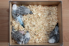 130921 --- R29, R30, R31, R32, R33 och R34